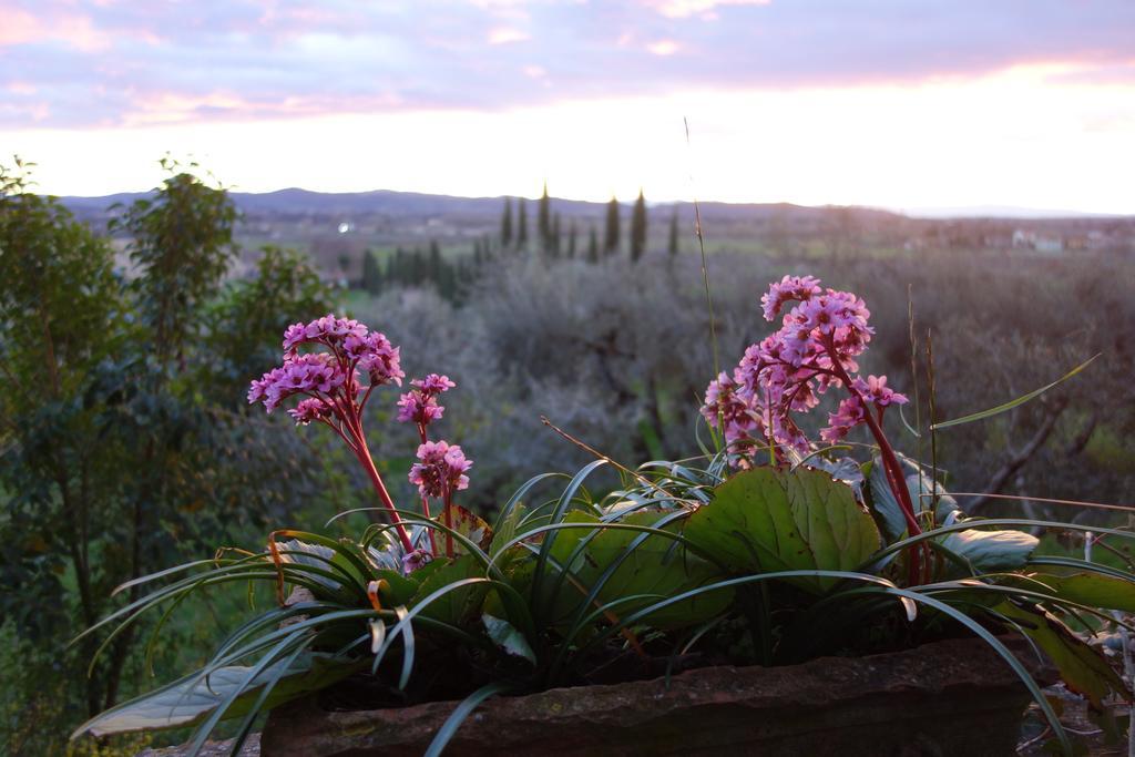 Bella Di Ceciliano Bed and Breakfast Arezzo Exteriör bild